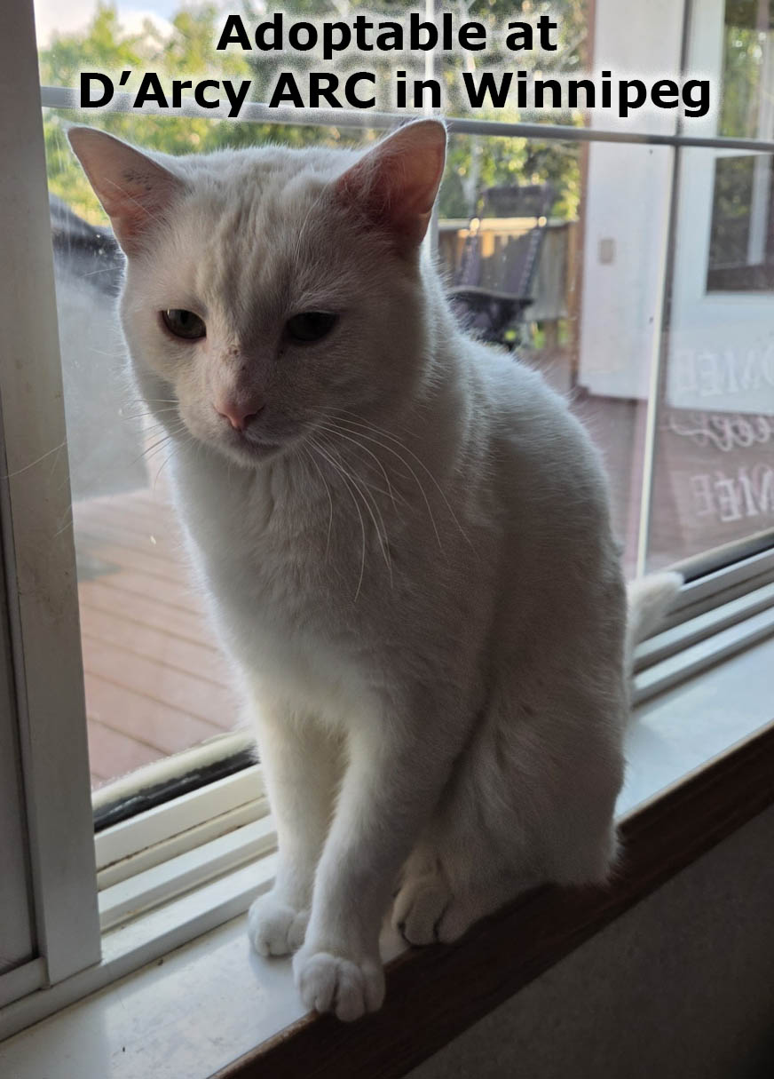Casper B